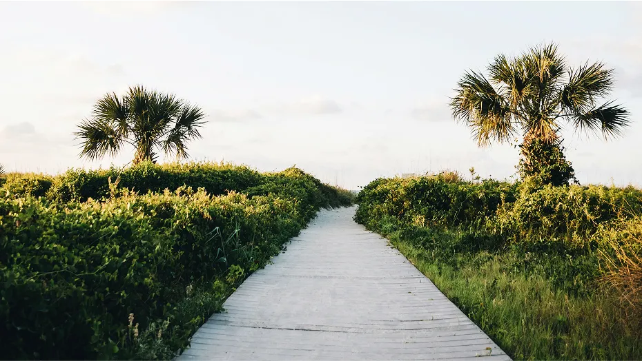 Trail in Bluffton, South Carolina where there is greenery surrounding the path on both sides with short palm trees